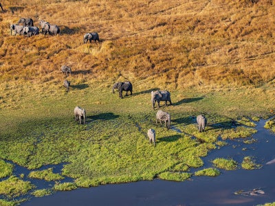 Elephants in a swampy area from above
