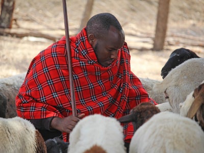 Joshua Laizer with livestock