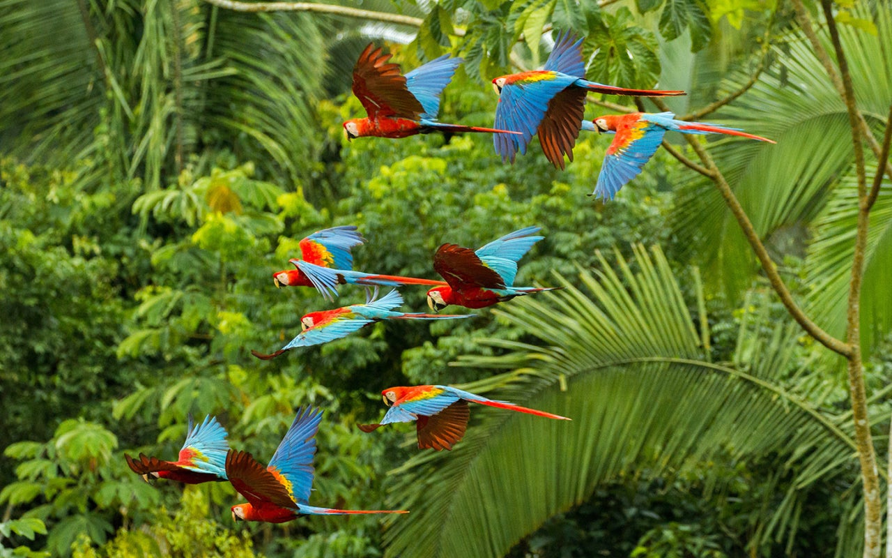 Flock of scarlet and red-and-green macaws flying in amazonas rainforest in Manu National Park/Peru close to chuncho clay lick in Tambopata 
