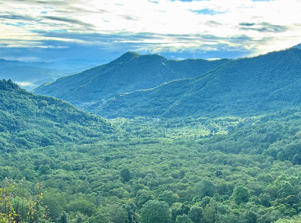 Forest and mountain landscape