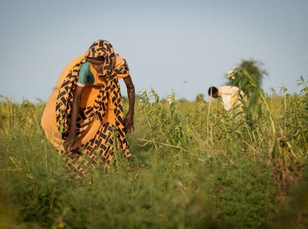 African woman farmer in a field