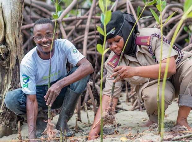 People planting mangroves