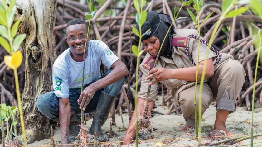 People planting mangroves